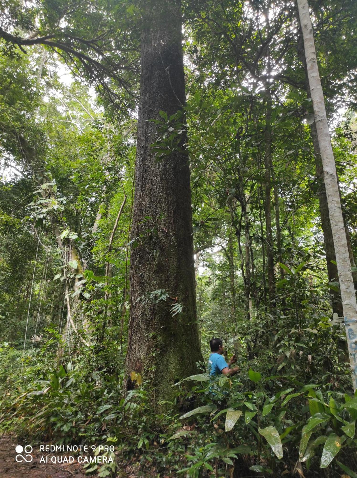 Хостел Castana Amazon Park Пуерто-Мальдонадо Екстер'єр фото